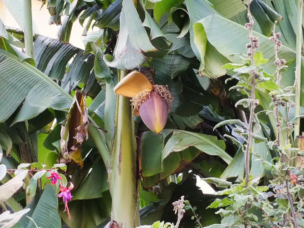 Photo of Musa basjoo - Flowers:Torquay Palms