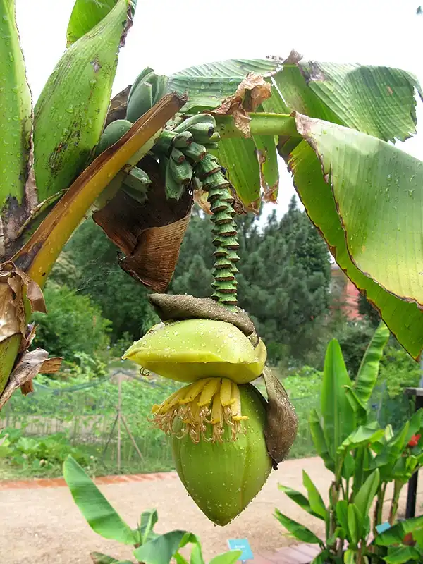 Photo of Musa basjoo - Fruit:Muséum de Toulouse