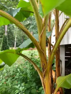 Photo of Musa basjoo - Stems (Warren County,NC)-Mid Summer:Cathy Dewitt