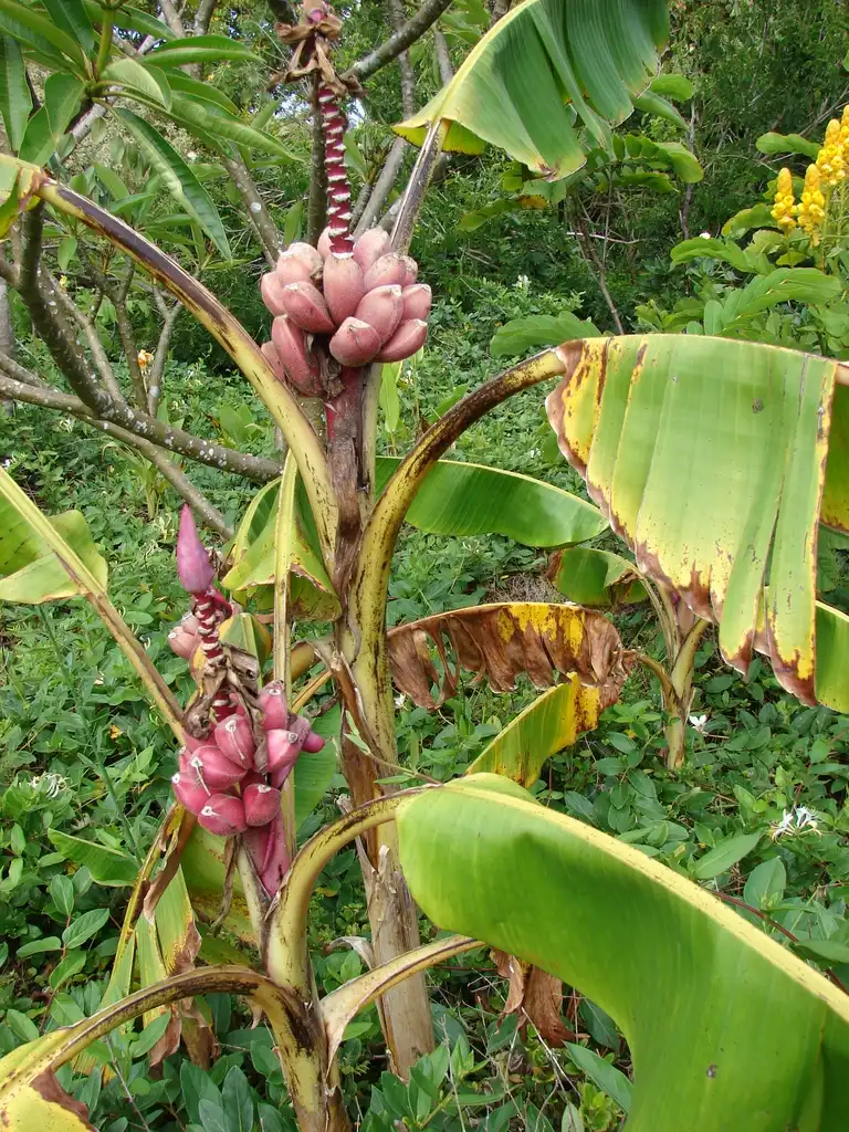 Фото Musa velutina (Musa velutinas)