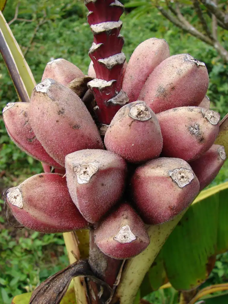 Фото Musa velutina (Musa velutinas)