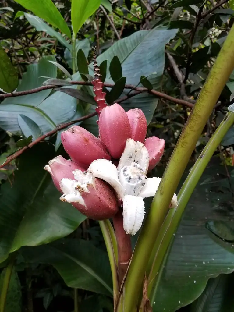 Фото Musa velutina - Fruit open:Scott Nelson