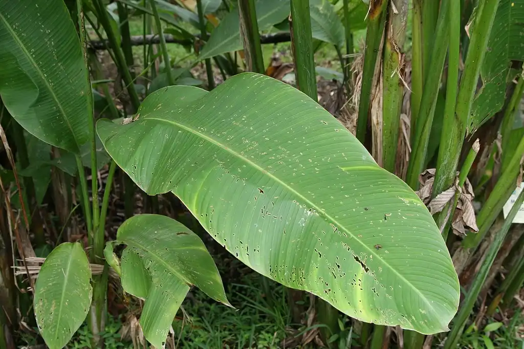 Фото Musa velutina - Leaves and stems:David J. Stang