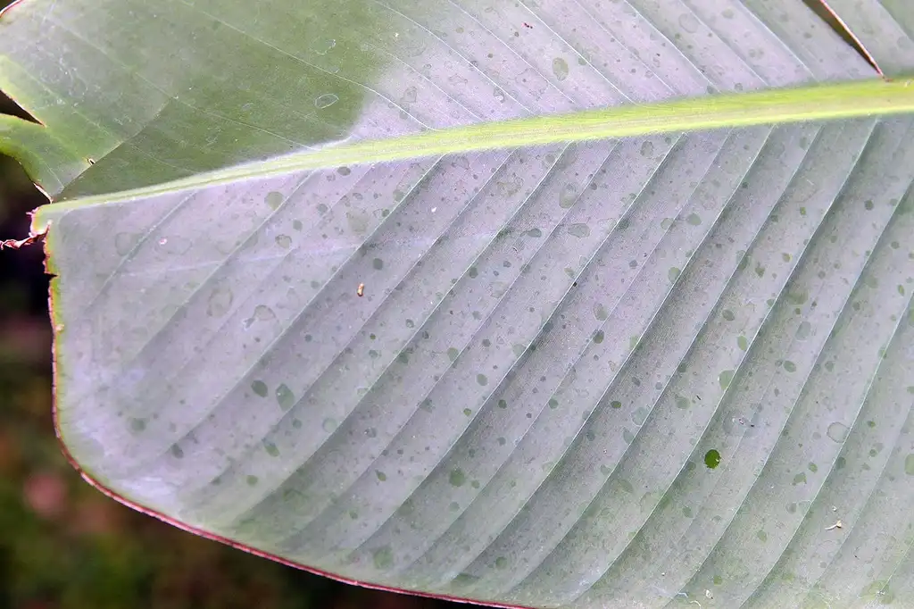 Фото Musa velutina - Underside of leaf:David J. Stang