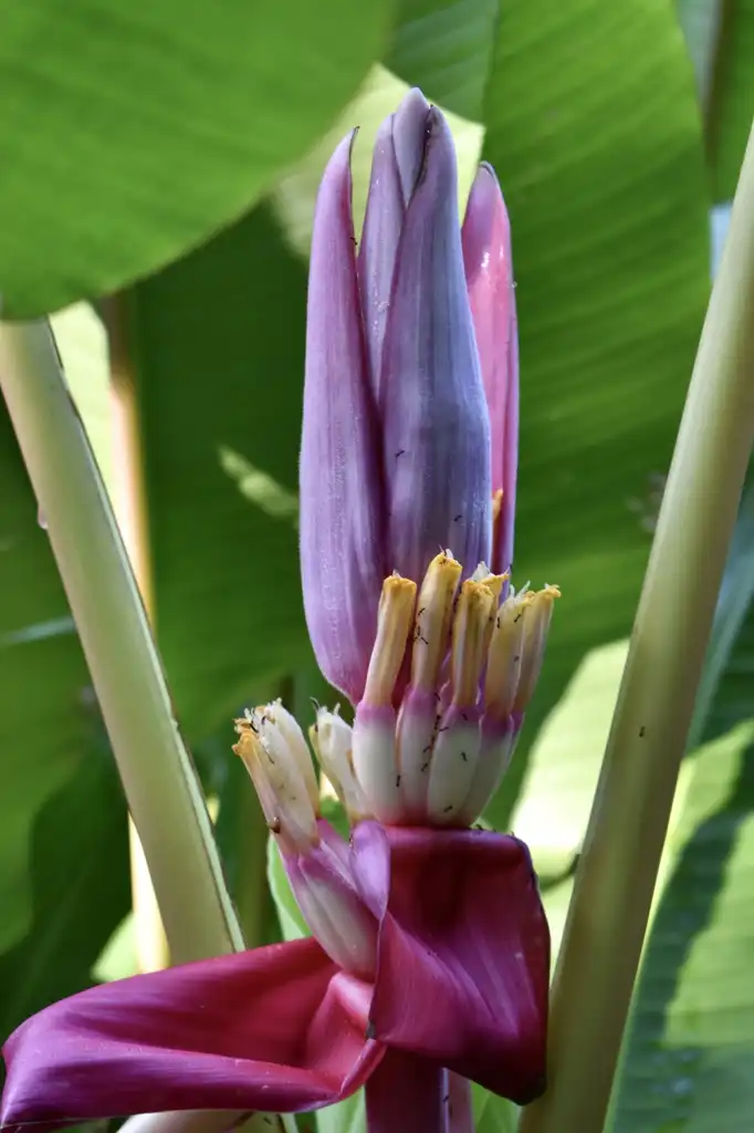 Фото Musa velutina - Flower Close-up (Wake County, NC):Cathy Dewitt