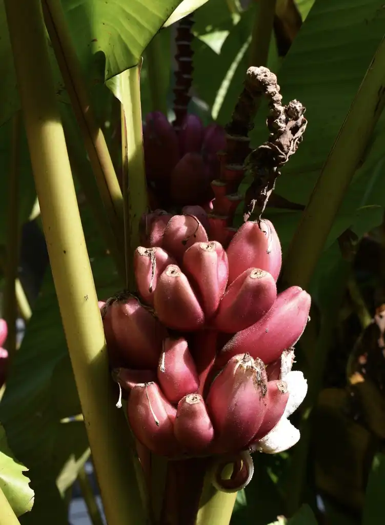 Фото Musa velutina - Banana flower (Wake County ,NC):Cathy Dewitt