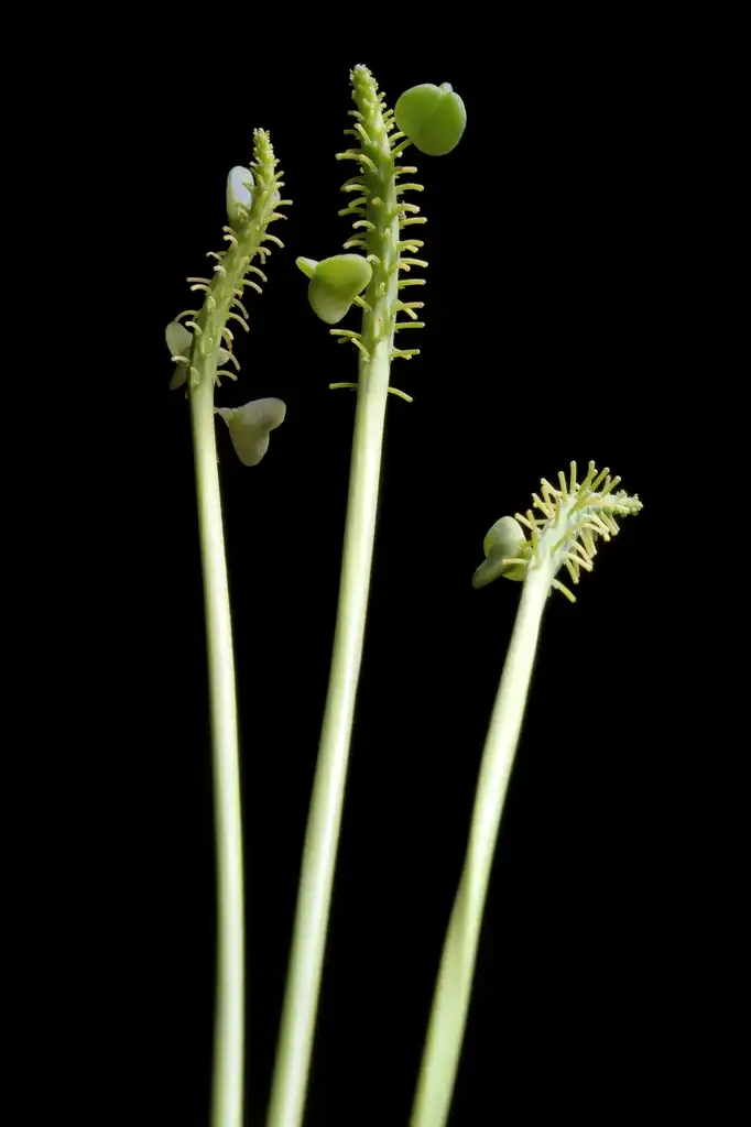Фото Muscari armeniacum (Muscari armeniacums)