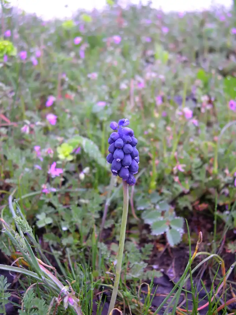 Photo of Muscari atlanticum (Muscari atlanticums)