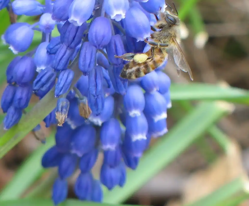 Photo of Muscari atlanticum (Muscari atlanticums)
