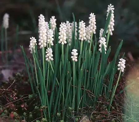 Foto de Muscari botryoides 'Album' (Muscari botryoides 'Album's)