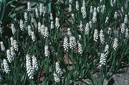 Foto de Muscari botryoides 'Album' (Muscari botryoides 'Album's)