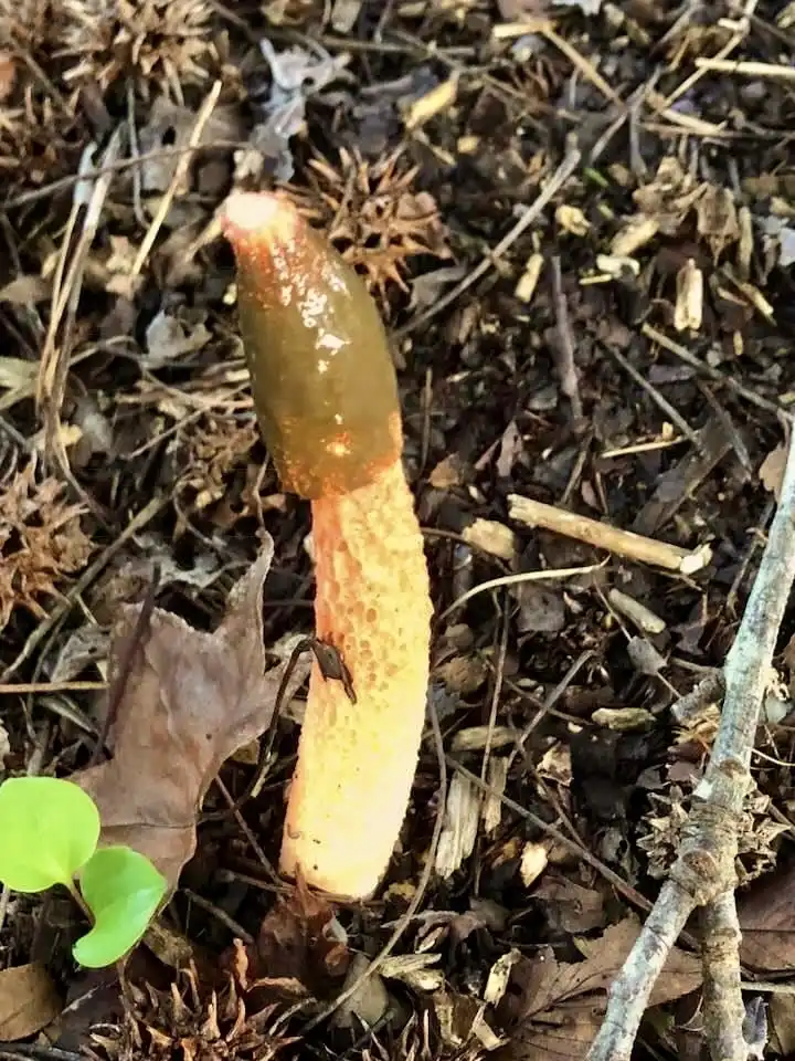 Photo of Mutinus elegans (Mutinus eleganss)