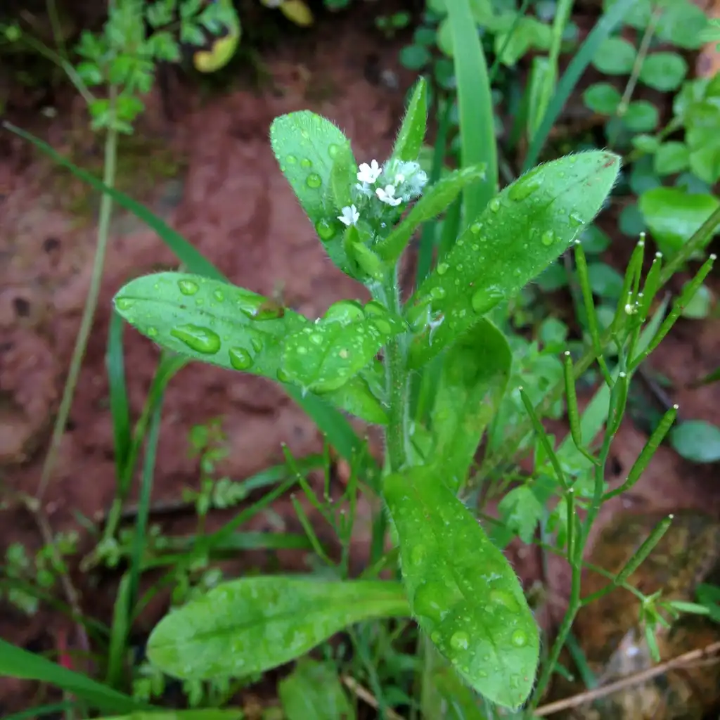 Foto de Myosotis macrosperma (Myosotis macrospermas)