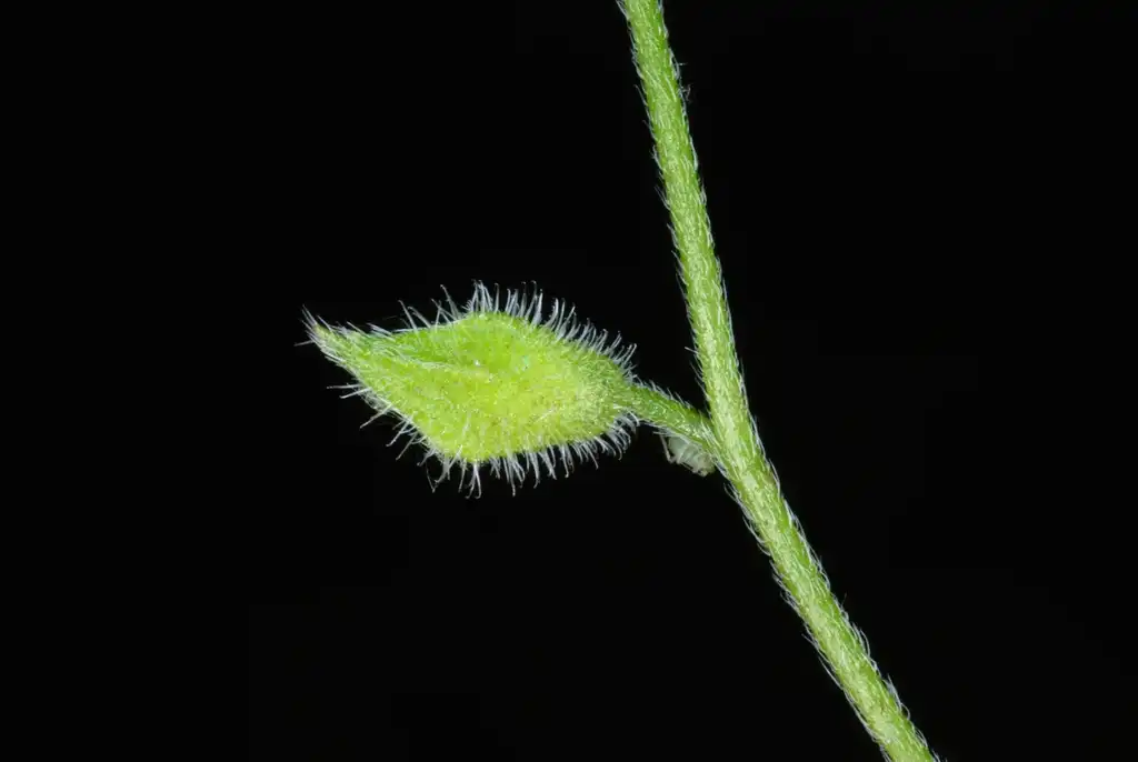 Foto de Myosotis macrosperma (Myosotis macrospermas)