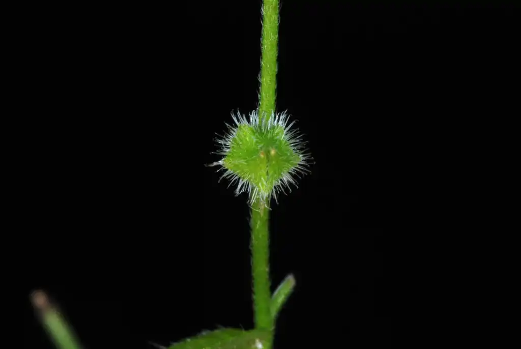 Foto de Myosotis macrosperma - Fruit and stem with hairs (Greensboro, NC)-Late Spring:Douglas Goldman, USDA