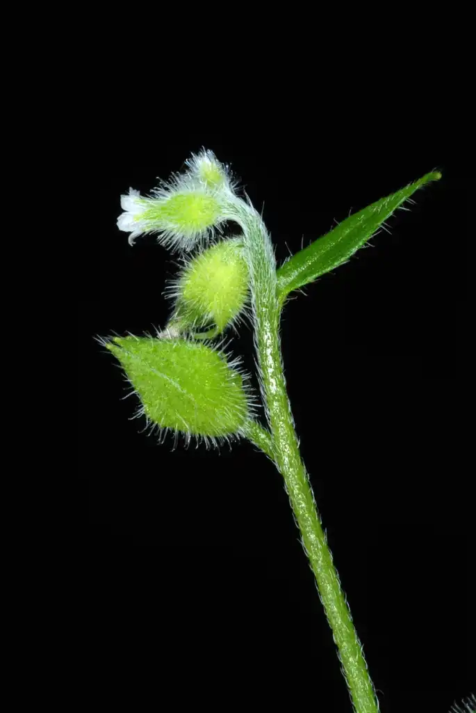 Foto de Myosotis macrosperma - Flower, fruit and stem with hairs (Greensboro, NC)-Late Spring:Douglas Goldman, USDA