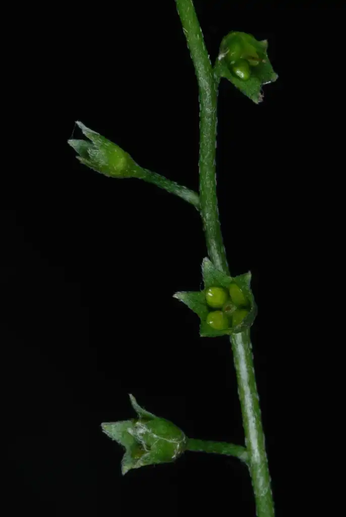 Photo of Myosotis scorpioides (Myosotis scorpioidess)