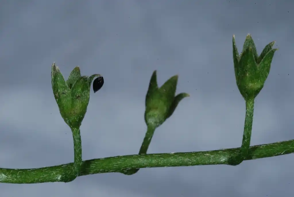 Photo of Myosotis scorpioides (Myosotis scorpioidess)