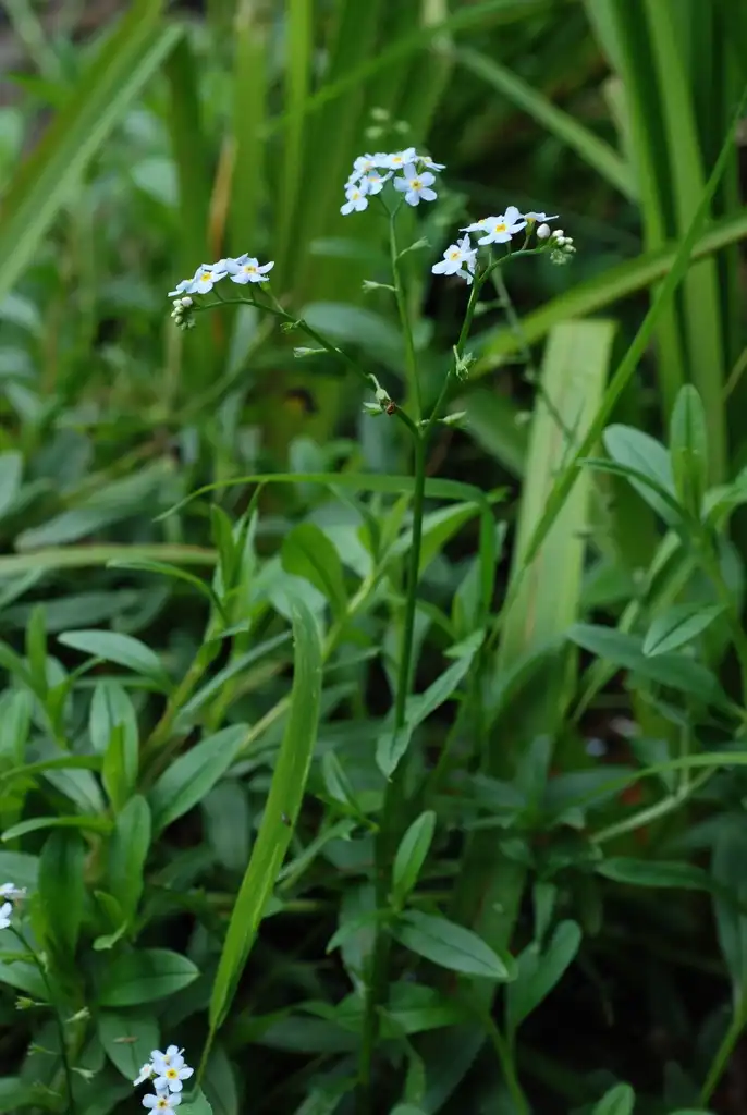 Photo of Myosotis scorpioides - (Alleghany County, NC)-Mid Summer:Douglas Goldman, USDA