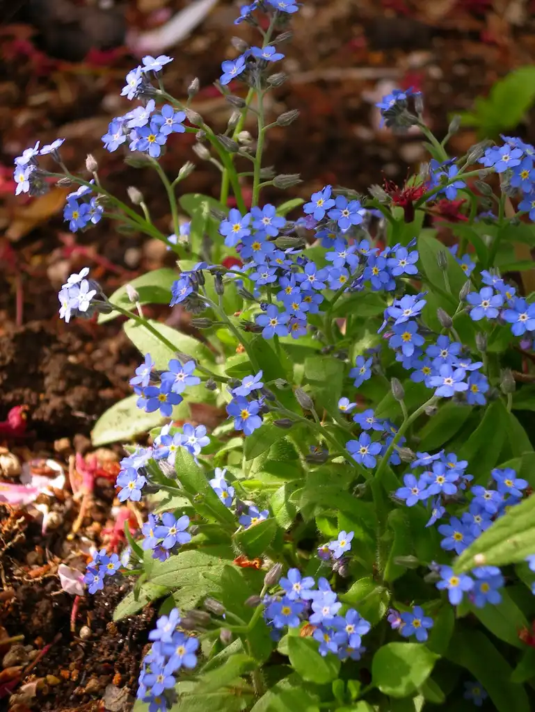 Photo of Myosotis scorpioides - repFull Plant In Bloomlace:k yamada