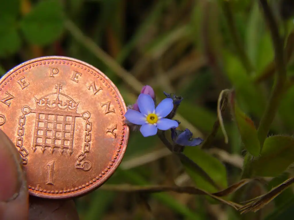 Photo of Myosotis scorpioides - Flower:rawdonfox