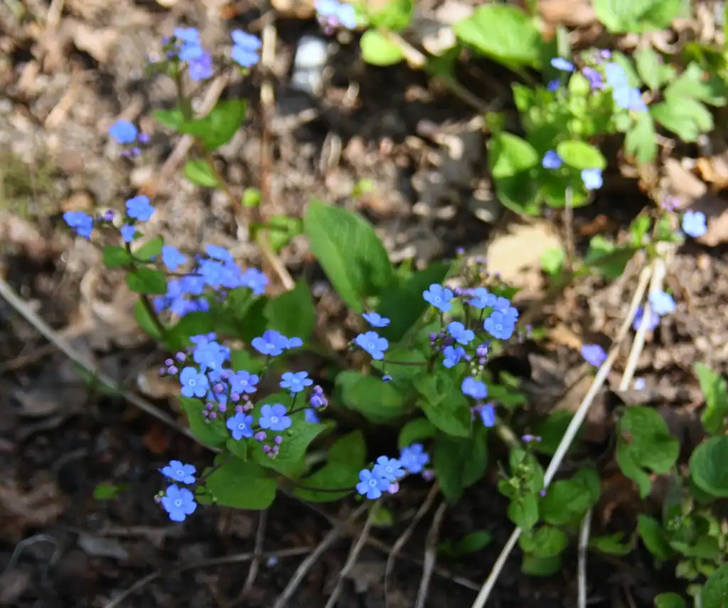 Photo of Myosotis scorpioides - replace:Blondinrikard Froberg
