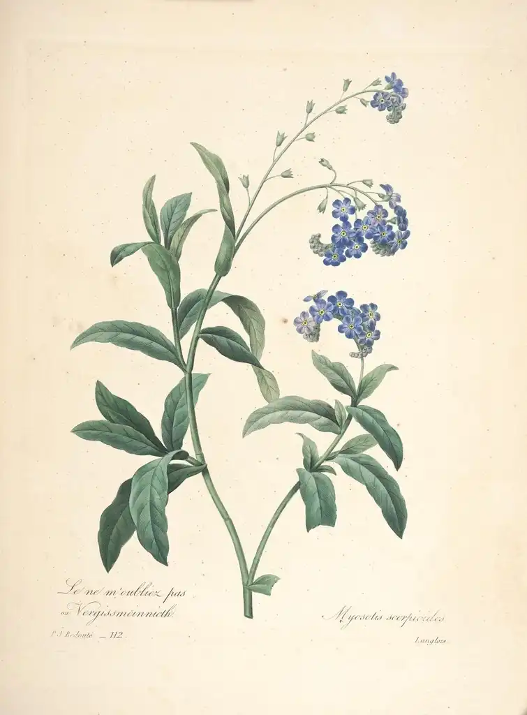 Photo of Myosotis scorpioides - Note the Alternate Leaf Arrangement:Biodiversity Heritage Library