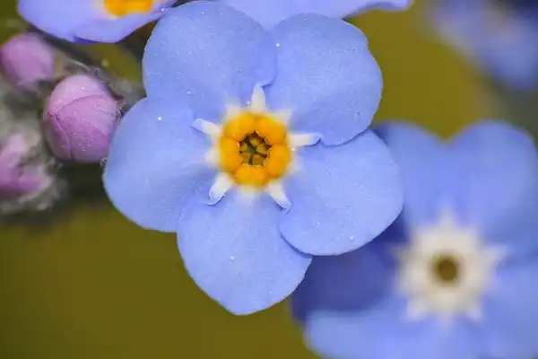 Photo of Myosotis sylvatica (Myosotis sylvaticas)
