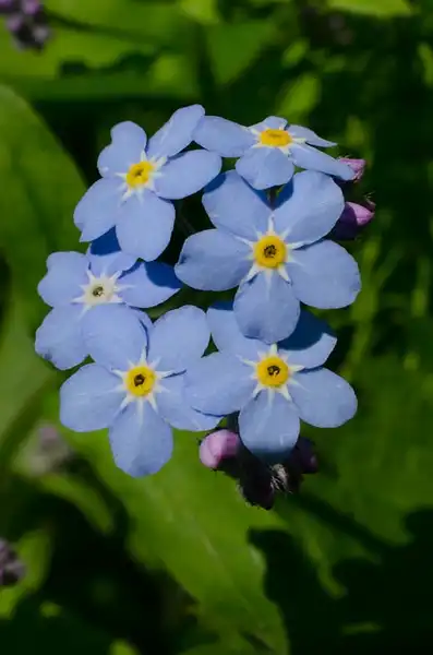 Photo of Myosotis sylvatica (Myosotis sylvaticas)