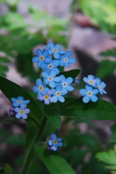 Photo of Myosotis sylvatica - :Tero Laakso