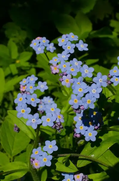 Photo of Myosotis sylvatica - :Tero Laakso