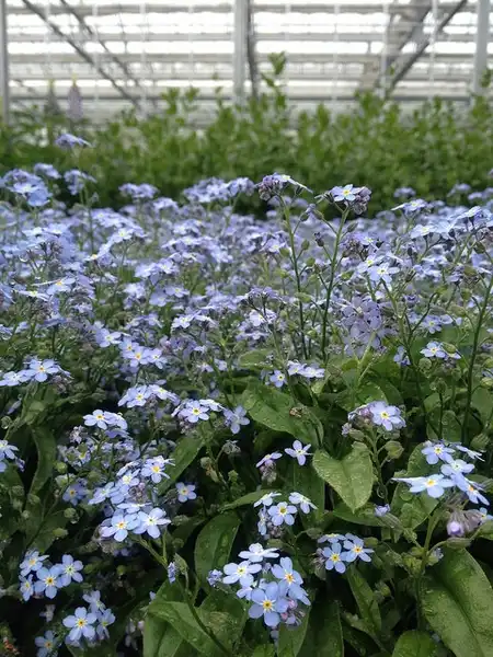Photo of Myosotis sylvatica - :Kristine Paulus