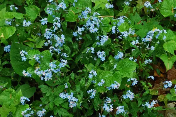 Photo of Myosotis sylvatica - :Joshua Mayer