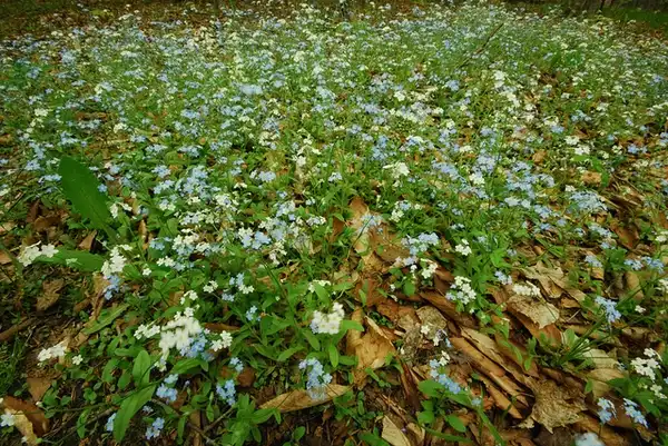 Photo of Myosotis sylvatica - :Joshua Mayer