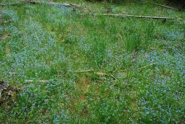 Photo of Myosotis sylvatica - :Joshua Mayer