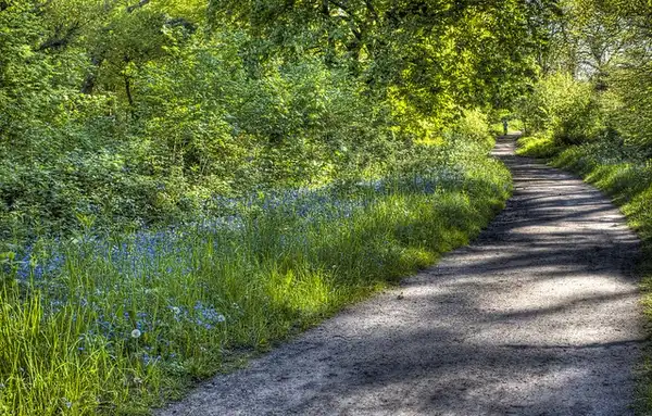 Photo of Myosotis sylvatica - :Janie Easterman