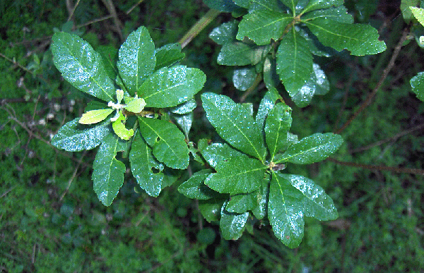Photo of Myrica caroliniensis (Myrica caroliniensiss)