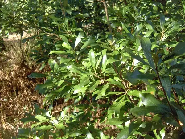 Photo of Myrica caroliniensis (Myrica caroliniensiss)