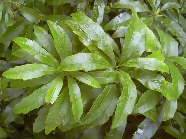 Photo of Myrica cerifera (Myrica ceriferas)