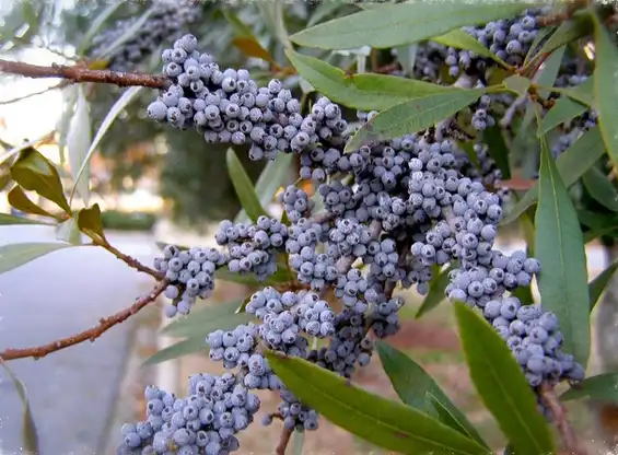 Photo of Myrica cerifera (Myrica ceriferas)