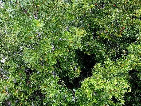 Photo of Myrica cerifera - :mwms1916