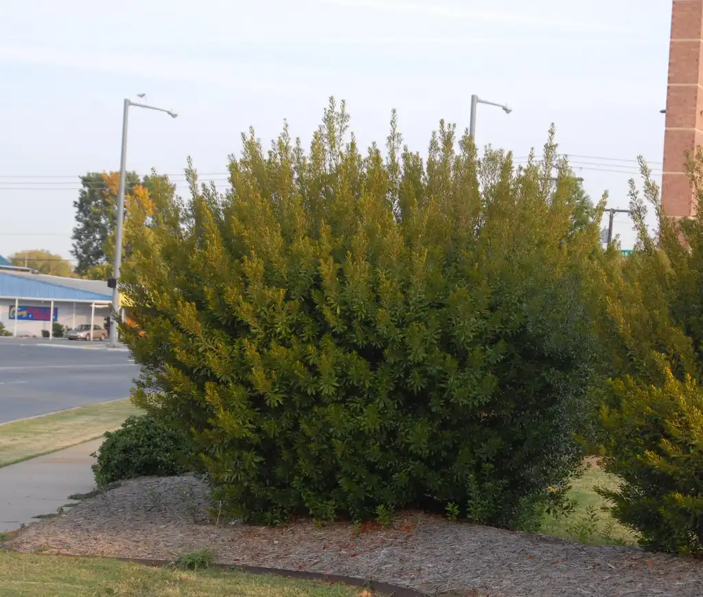 Photo of Myrica cerifera - Myrica cerifera Form:Jim Robbins