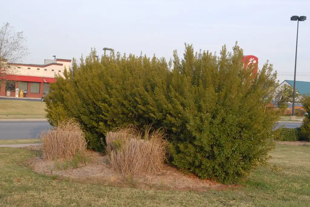 Photo of Myrica cerifera - Myrica cerifera Form:Jim Robbins
