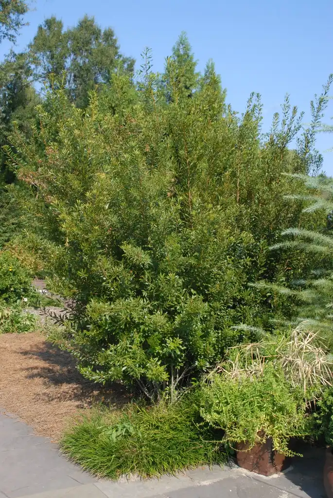 Photo of Myrica cerifera - Full Form:Jim Robbins