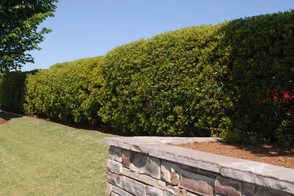 Photo of Myrica cerifera - Trimmed Form:Jim Robbins