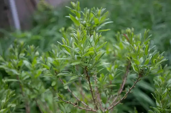 Foto de Myrica pensylvanica (Myrica pensylvanicas)