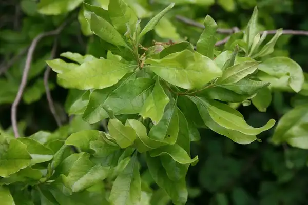 Foto de Myrica pensylvanica (Myrica pensylvanicas)
