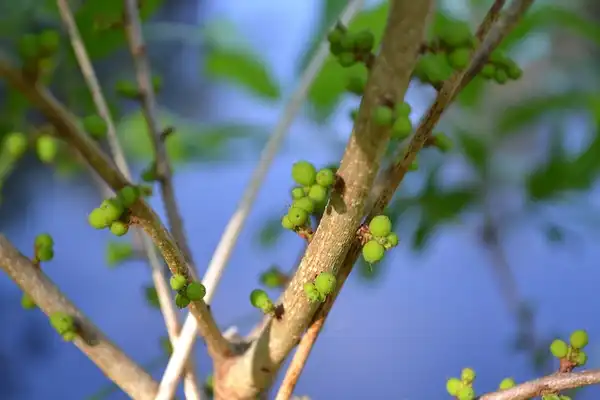 Foto de Myrica pensylvanica - Stems and immature fruits:Alice Anderson