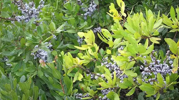 Foto de Myrica pensylvanica - :K M