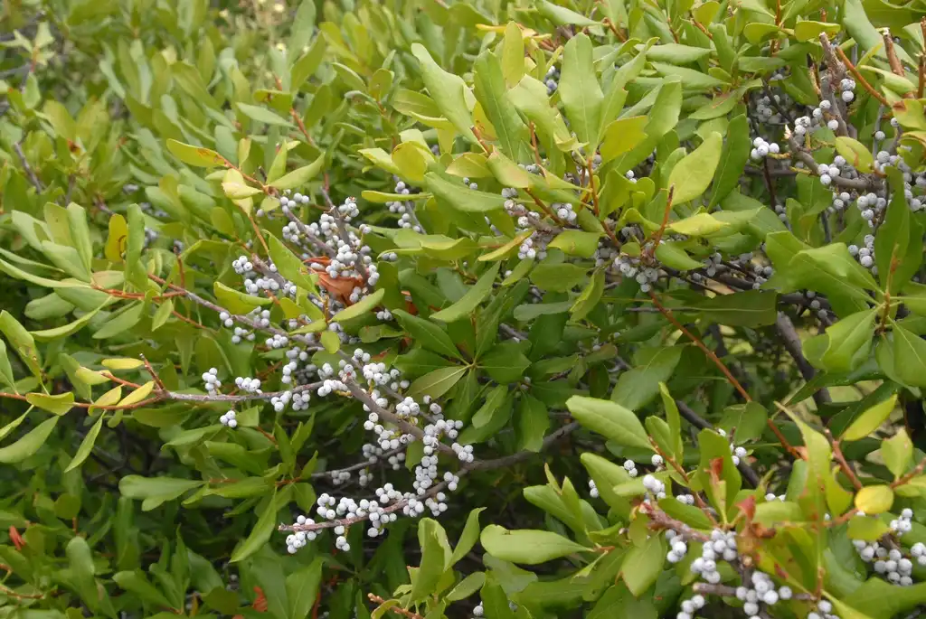 Foto de Myrica pensylvanica - Myrica pensylvanica Leaf and Fruit:Jim Robbins